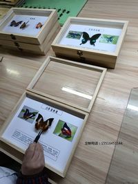 蝴蝶标本白带螯蛱蝶标本