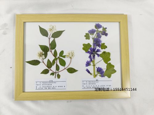 植物腊叶标本锦葵 太平花标本