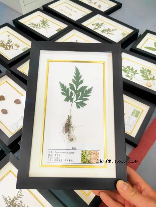 植物腊叶标本黄连标本