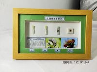 七星瓢虫生活史标本教学标本