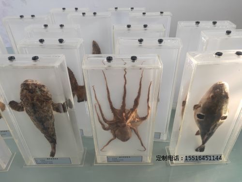 海洋动物教学标本海洋动物浸制标本