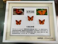 蝴蝶标本教学标本红翅尖粉蝶标本