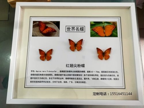 蝴蝶标本教学标本红翅尖粉蝶标本