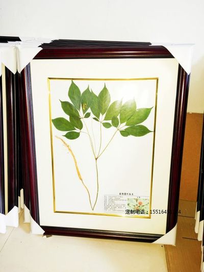 植物腊叶标本人参标本