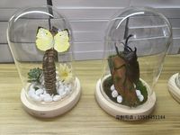 昆虫微景观标本教学标本