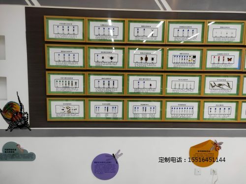 昆虫生活史标本教学标本