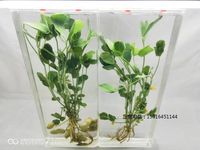 植物浸制标本花生标本