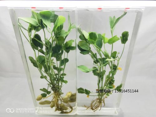 植物浸制标本花生标本