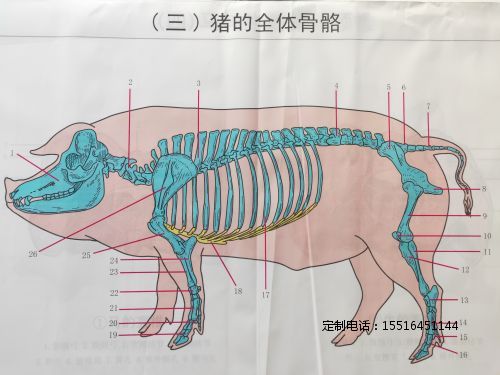 教学挂图猪骨骼挂图