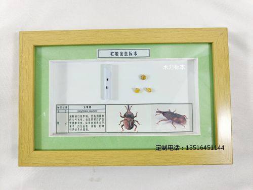 农业害虫玉米象标本