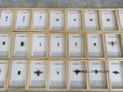 昆虫标本展示标本