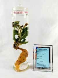 中药浸制标本地黄标本教学标本