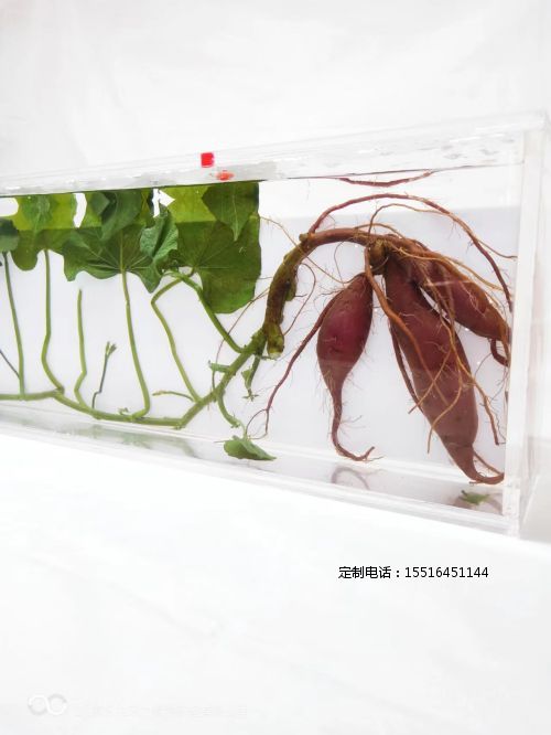 植物浸制标本红薯标本