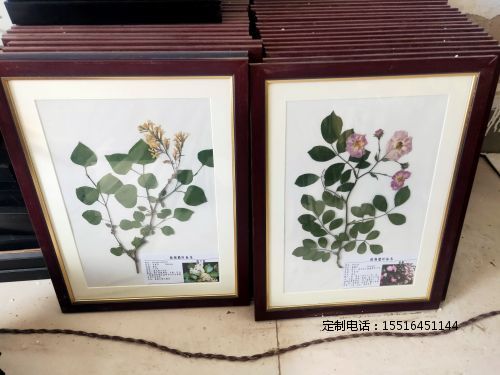 植物腊叶标本欧丁香 蔷薇标本教学标本