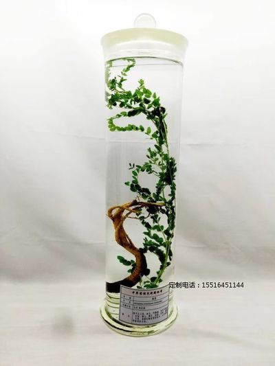 植物浸制标本黄芪标本