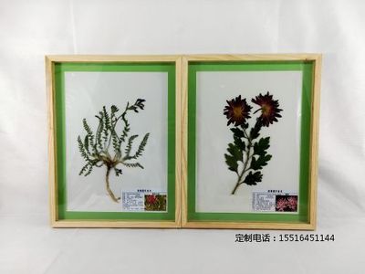 植物腊叶标本地角儿苗 菊花标本教学标本