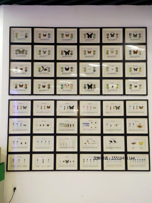 昆虫标本昆虫生活史标本