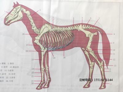 教学挂图马骨骼挂图
