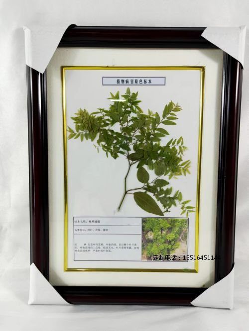植物病害标本枣丛枝病标本