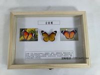 蝴蝶标本金斑蝶标本