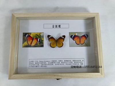 蝴蝶标本金斑蝶标本