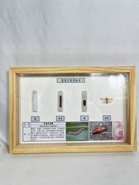 草地贪夜蛾生活史 昆虫生活史标本 科普教学用品