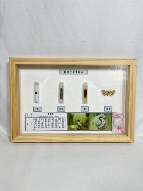 棉铃虫生活史标本 昆虫生活史标本 科普教学用品
