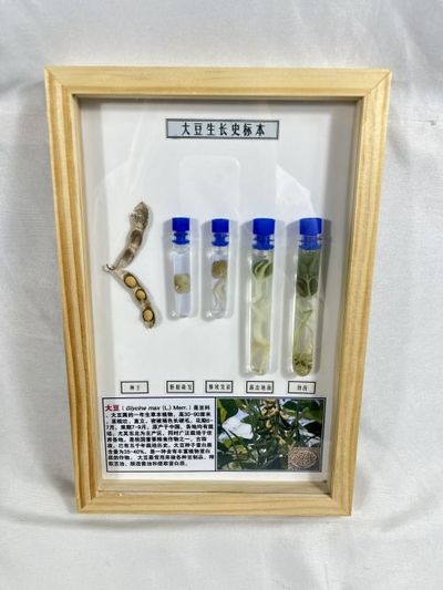 大豆生长史标本 植物生长史标本 教学科普用品 学生用品