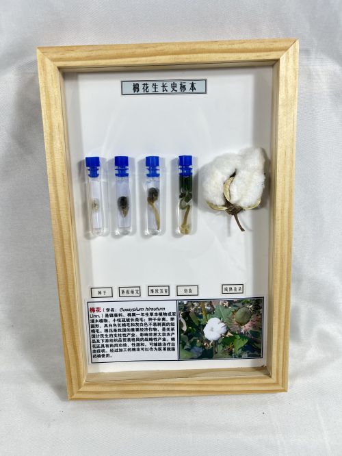 棉花生长史标本 植物生长史标本