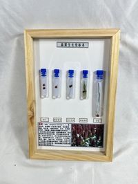 高粱生长史标本 植物生长史标本 教学科普用品