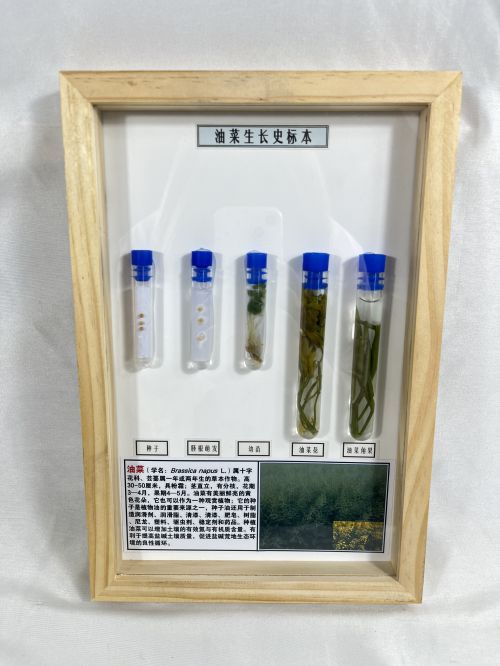 油菜生长史标本
