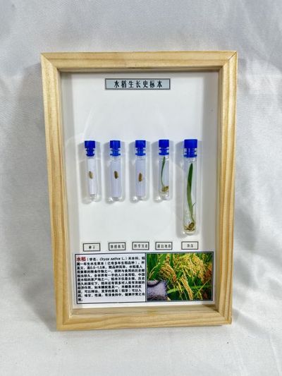 水稻生长史标本 植物生长史标本