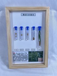 燕麦生长史标本  学生生物教材