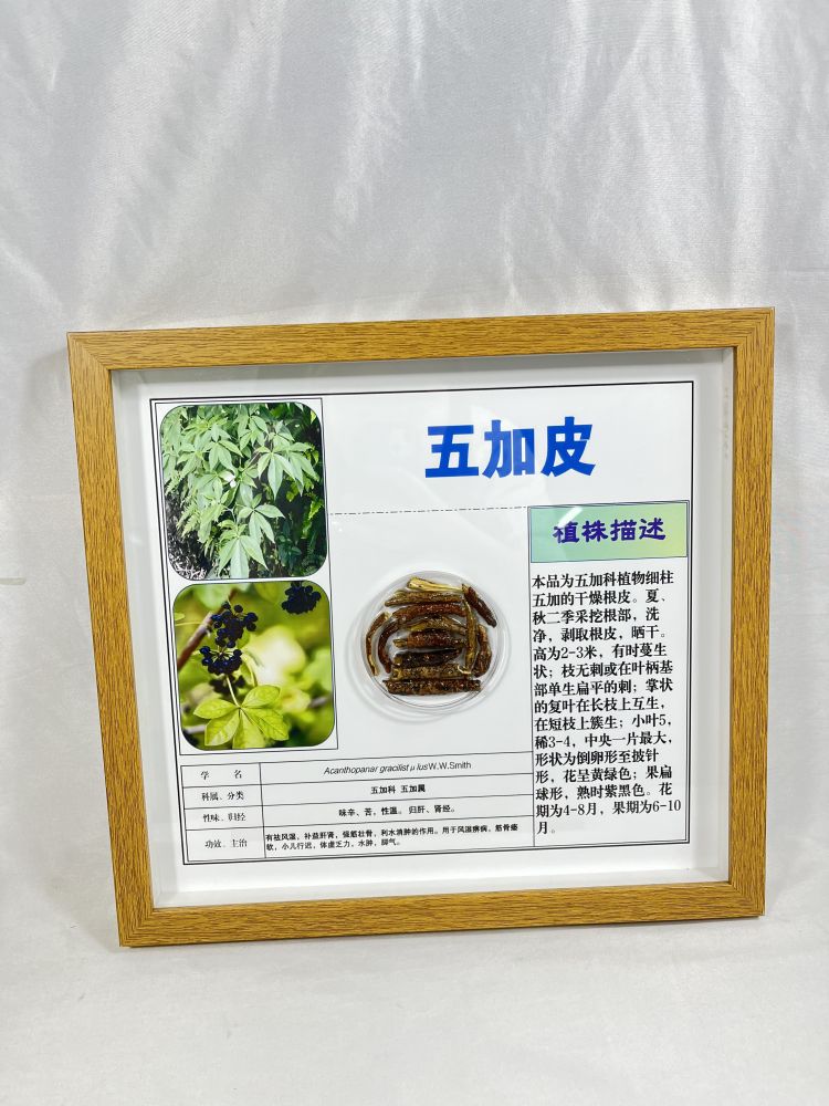五加皮包埋标本 透明摆件 展示墙订制