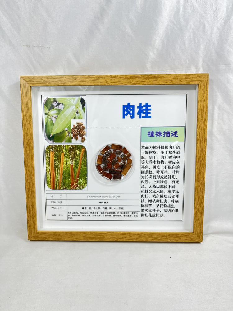 肉桂包埋标本 透明摆件 展示墙定制