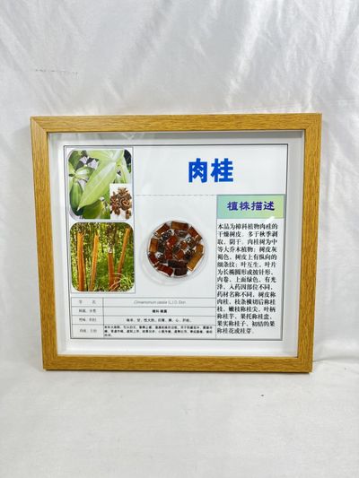肉桂包埋标本 透明摆件 展示墙定制
