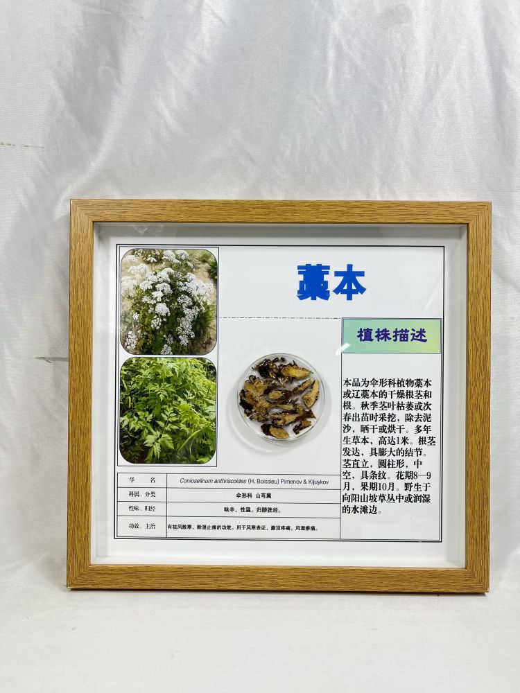 藁本包埋标本 科教器材 透明树脂包埋标本 创意摆件