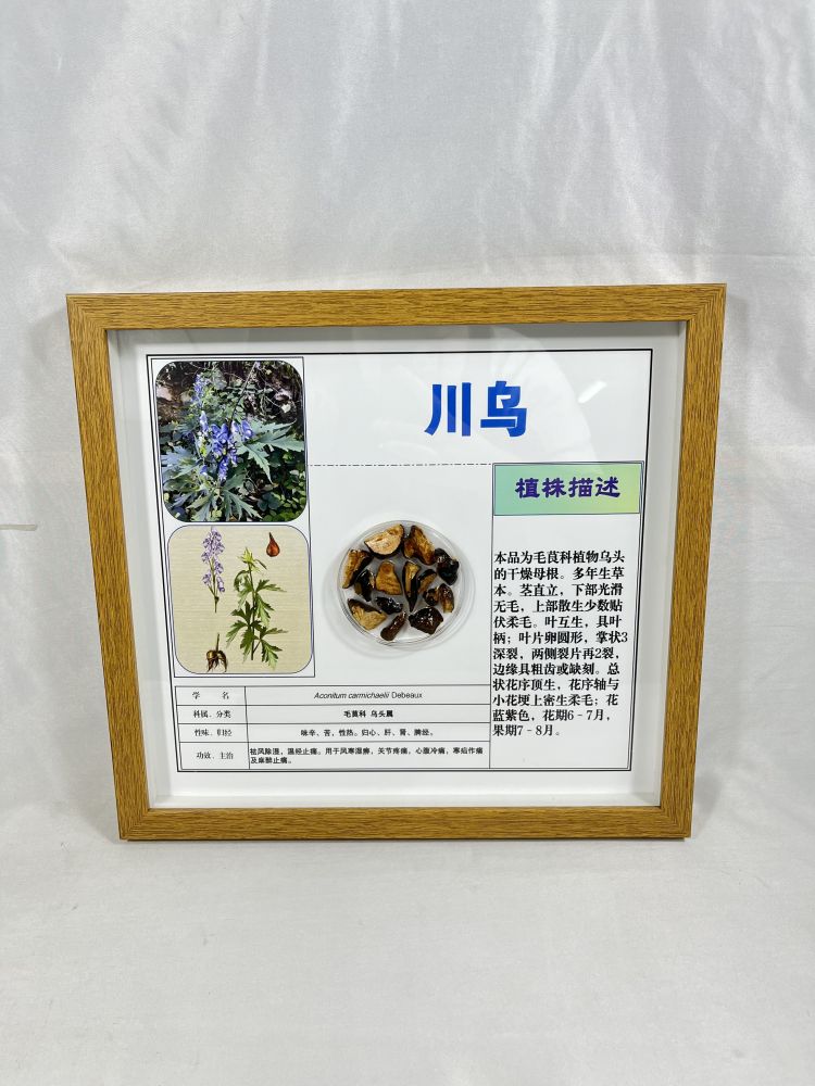 川乌包埋标本 中草药标本 创意摆件 中小学科普用品
