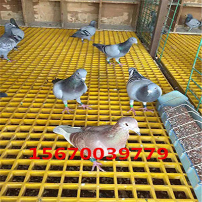 玻璃钢格栅/玻璃钢养殖格栅/38*38*25