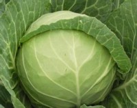 安阳蔬菜批发