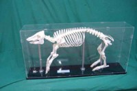 教学骨骼标本