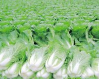 安阳蔬菜批发