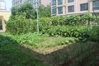 厨房及有机菜园