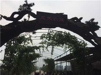 安阳葡萄批发