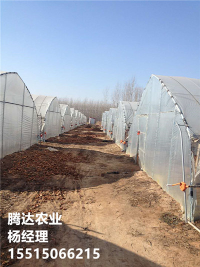 春秋大棚種植