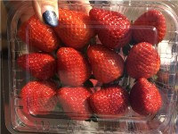 安阳草莓采摘