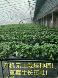 无土栽培育苗基质