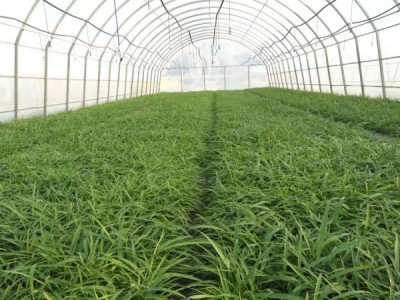 白芨育苗驯化基质