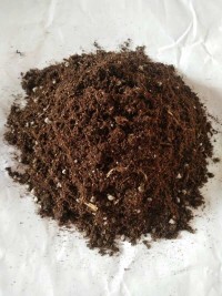 白芨育苗驯化基质