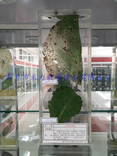 白菜黑斑病保色浸制标本植物病害浸泡标本